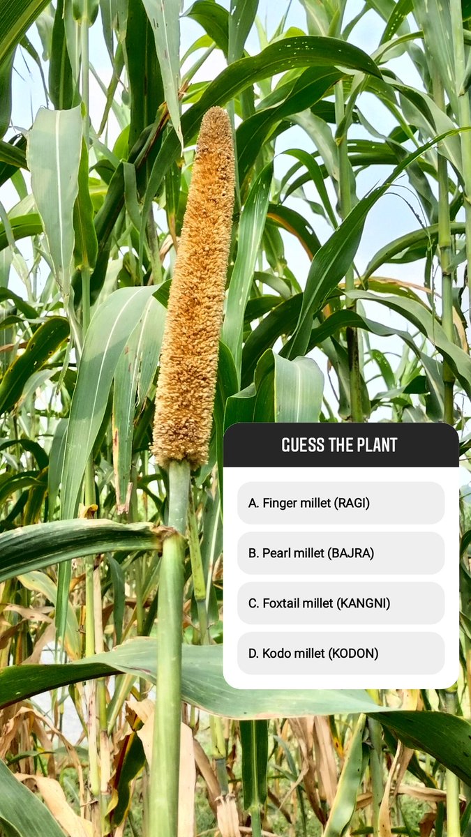 onceagainmillet's tweet photo. Guess the plant!
A. Finger millet
B. Pearl millet
C. Foxtail millet
D. Kodo millet
#knowyourmillets #millets #milletsaretrending #futureofindia #IYoM2023 #eatmillets #stayhealthy #stayfit #healthiswealth #onceagainmillets https://t.co/bz4EJQsxAw