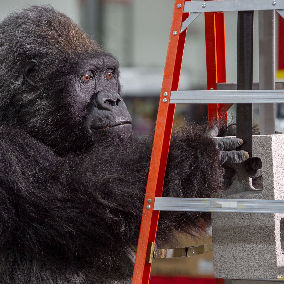 Testing Gorilla Tape for Toughness? Say that three times fast. You wouldn't, but you could, so Gorilla did. It's #TheGorillaWay of testing to ensure Gorilla Tape is #GorillaTough

 #diy #handmade #art #homedecor #design #craft #doityourself  #woodworking #crafts #home