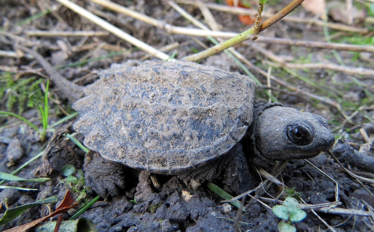 USFWS Fisheries on Twitter "RT USFWS Tiny turtle time! Common snapping turtle hatchlings