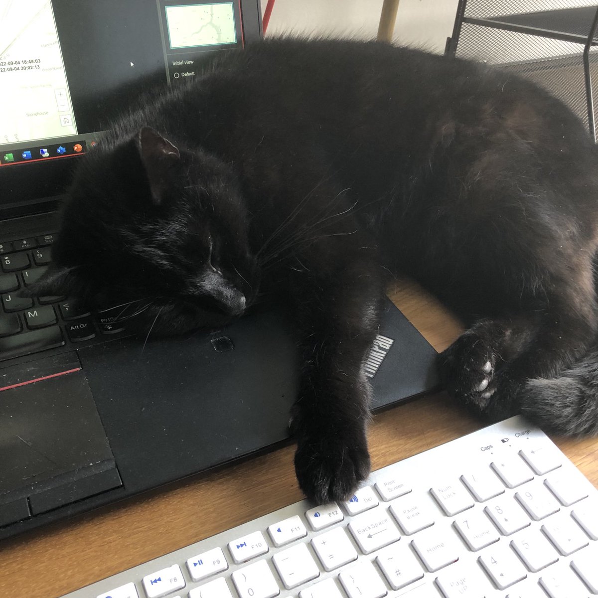 spatialPhil's tweet photo. Come on 🐈‍⬛! I’m trying to do a client presentation here!! 🤣🙄 #perilsOfHomeWorking https://t.co/KZGnrbBqWo