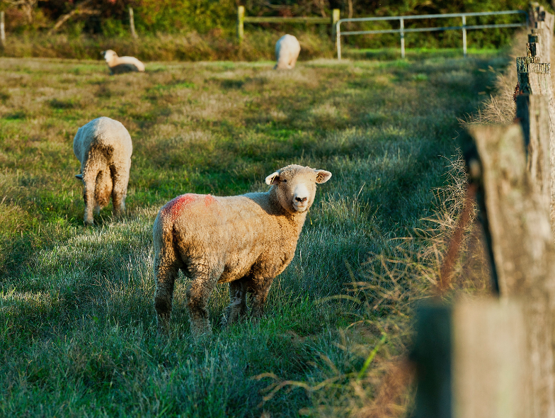 CPHI_Events's tweet photo. Listen to our latest podcast episode on identifying and monitoring animal health and diseases to prevent the next pandemic here: https://t.co/rzu7Z7rtRF https://t.co/BqXSopR4hY