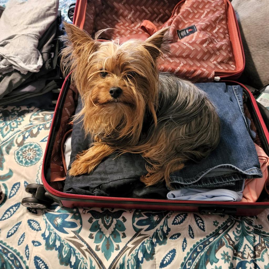 LifeAtATT's tweet photo. #LifeAtATT week ends with a trip to our Dallas HQ.

What should you pack for the trip? Only the essentials of course! 🐾 https://t.co/8zj5V6cmXP