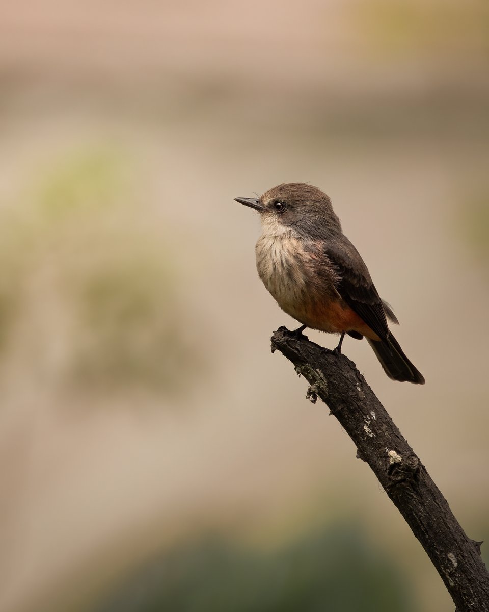 Iechega's tweet photo. Cerramos esta semana con esta pensativa turtupilina. Como es tweeter: Pensativa, hermosa y decidida. #vermilionflycatcher #pyrocephalusrubinus #turtupilin #lomaamarilla #birdingphotography #birdlife #birdsofperu #birding #birds #birdlovers #birdwatching https://t.co/Oci1cHtGgG https://t.co/VC0PuVADL9