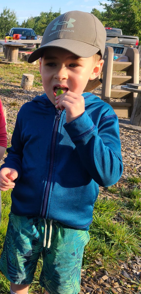 Eating fresh peas from our garden!  Yummy!  #nspreprimary <a href="/Oldfield_Osprey/">Oldfield Elementary</a> <a href="/MsCourteny/">Ms. Courteny</a> <a href="/HRCE_NS/">Halifax Regional Centre for Education</a> @HRCEHealthPromo