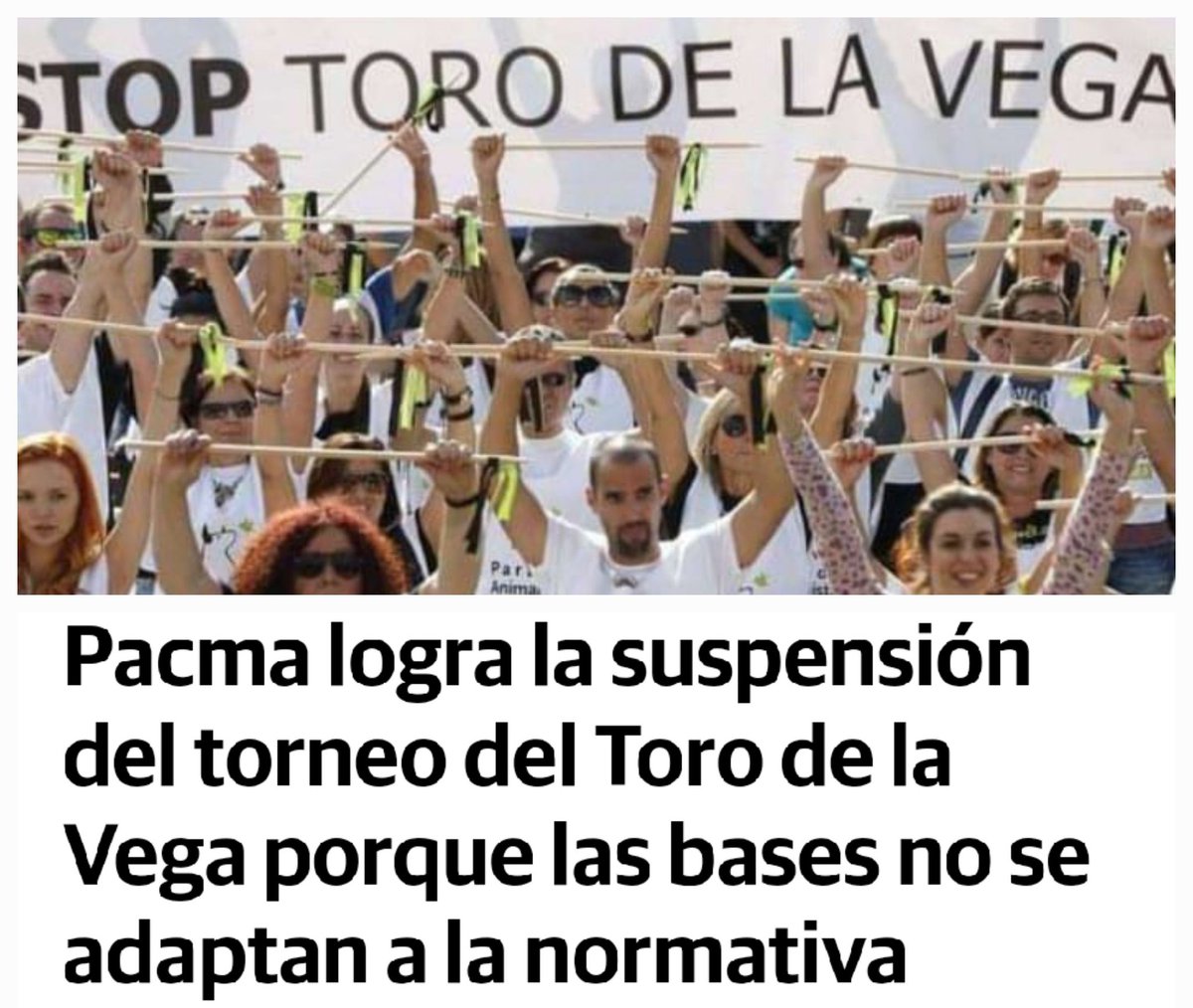 Estamos tremendamente emocionad@s por poder compartir esta noticia: "PACMA HA LOGRADO LA SUSPENSIÓN CAUTELAR DEL TORNEO DEL TORO DE LA VEGA".

Gracias a todo el equipo de PACMA, a la afiliación, a voluntarias/os, a nuestr@s votantes y simpatizantes. ¡Gracias! 💚