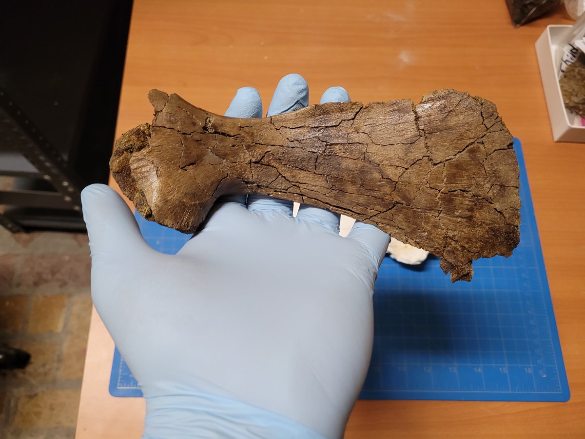 AHappySauropod's tweet photo. Happy #FossilFriday! An update to my post last week, finished the Thescelosaur scapula! It turned out quite nice and it's probably the fastest I've finished a small jacket! #paleontology #dinosaurs #preparator https://t.co/YDBGTj1Y3a