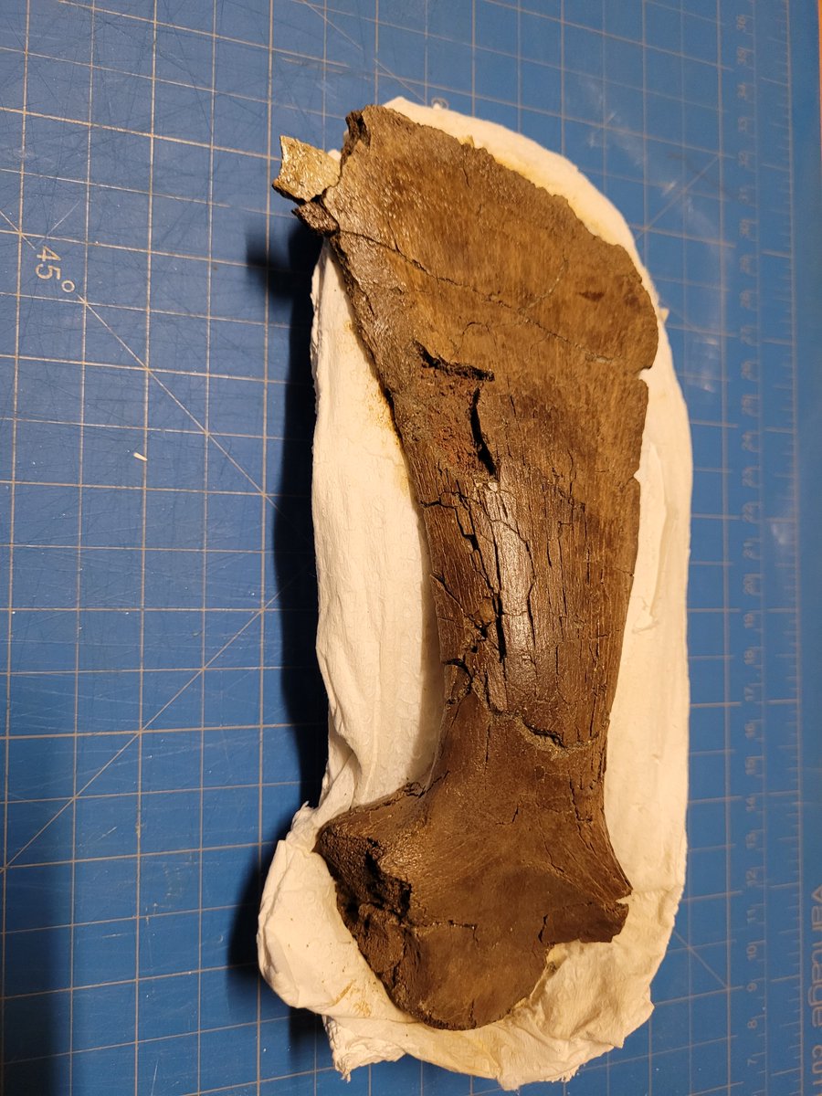 AHappySauropod's tweet photo. Happy #FossilFriday! An update to my post last week, finished the Thescelosaur scapula! It turned out quite nice and it's probably the fastest I've finished a small jacket! #paleontology #dinosaurs #preparator https://t.co/YDBGTj1Y3a