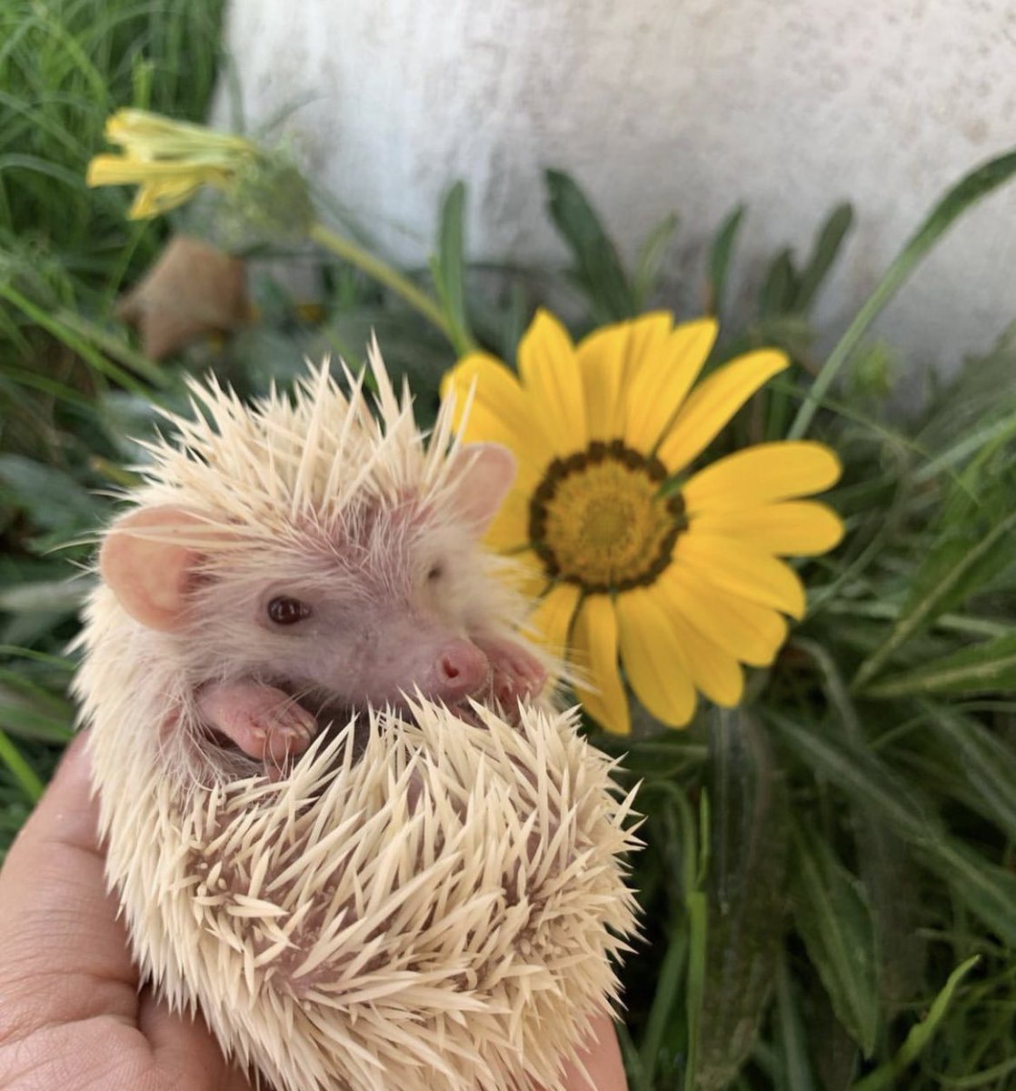 daily__hedgehog's tweet photo. Friday 9th September, 2022 https://t.co/6FHFAwUBTJ