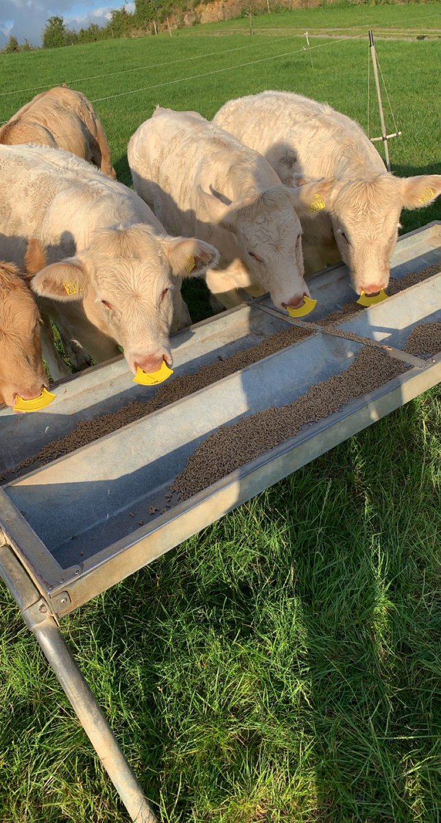 Calves  are on a drinking ban til they win the county final. #weaning #suckler