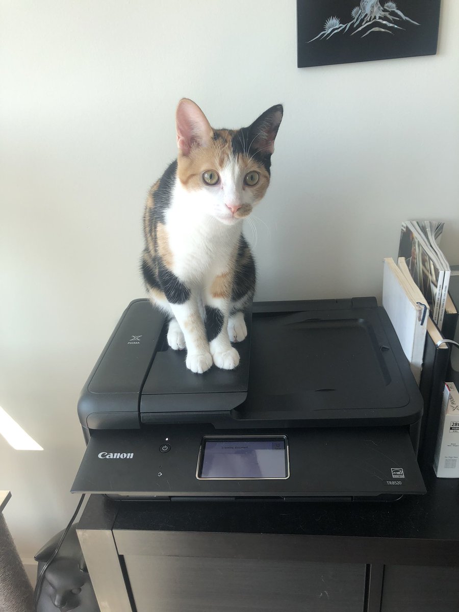 SignalUWing's tweet image. It’s Friday, so it’s time for some #kittensofunderwriting  Penelope here trying to help do scanning from the home office.