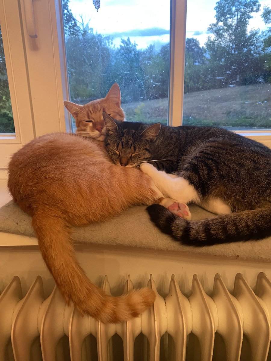 Kuschel mit jedem, den du liebst, genauso 💛