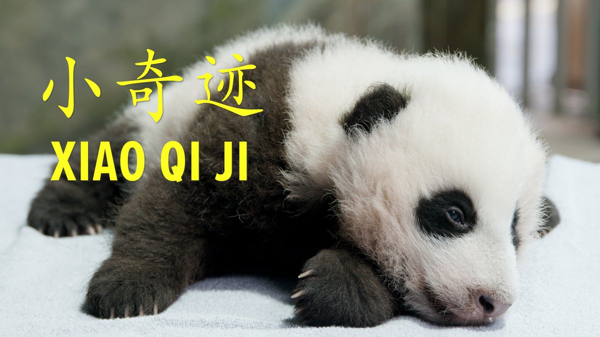 ChinaDaily's tweet photo. Xiao Qi Ji, a male giant panda cub, is born at the National Zoo in Washington DC on Aug 21, 2020. Xiao Qi Ji is a result of the artificial insemination of Mei Xiang on March 22, 2020, the fourth surviving cub of Mei Xiang and Tian Tian. #Pandaversary https://t.co/xCayIIEcD5