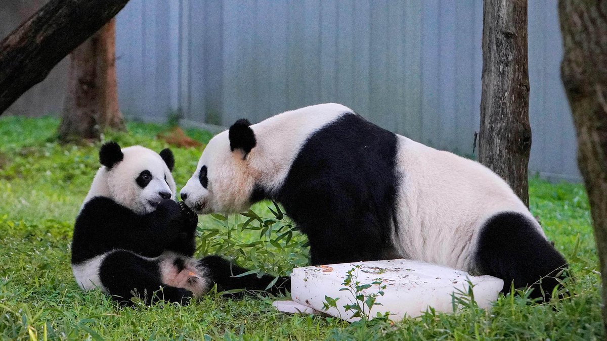 ChinaDaily's tweet photo. Xiao Qi Ji, a male giant panda cub, is born at the National Zoo in Washington DC on Aug 21, 2020. Xiao Qi Ji is a result of the artificial insemination of Mei Xiang on March 22, 2020, the fourth surviving cub of Mei Xiang and Tian Tian. #Pandaversary https://t.co/xCayIIEcD5