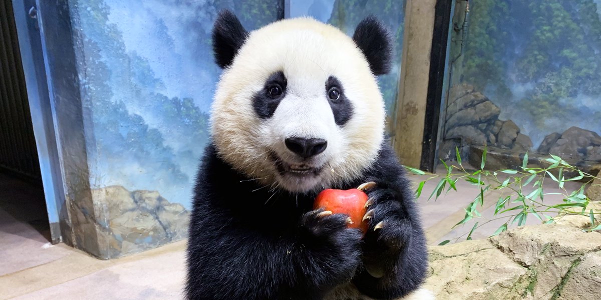 ChinaDailyUSA's tweet photo. Xiao Qi Ji, a male giant panda cub, is born at the National Zoo in Washington DC on Aug 21, 2020. Xiao Qi Ji is a result of the artificial insemination of Mei Xiang on March 22, 2020, the fourth surviving cub of Mei Xiang and Tian Tian. #Pandaversary https://t.co/iWvwuyRk3f