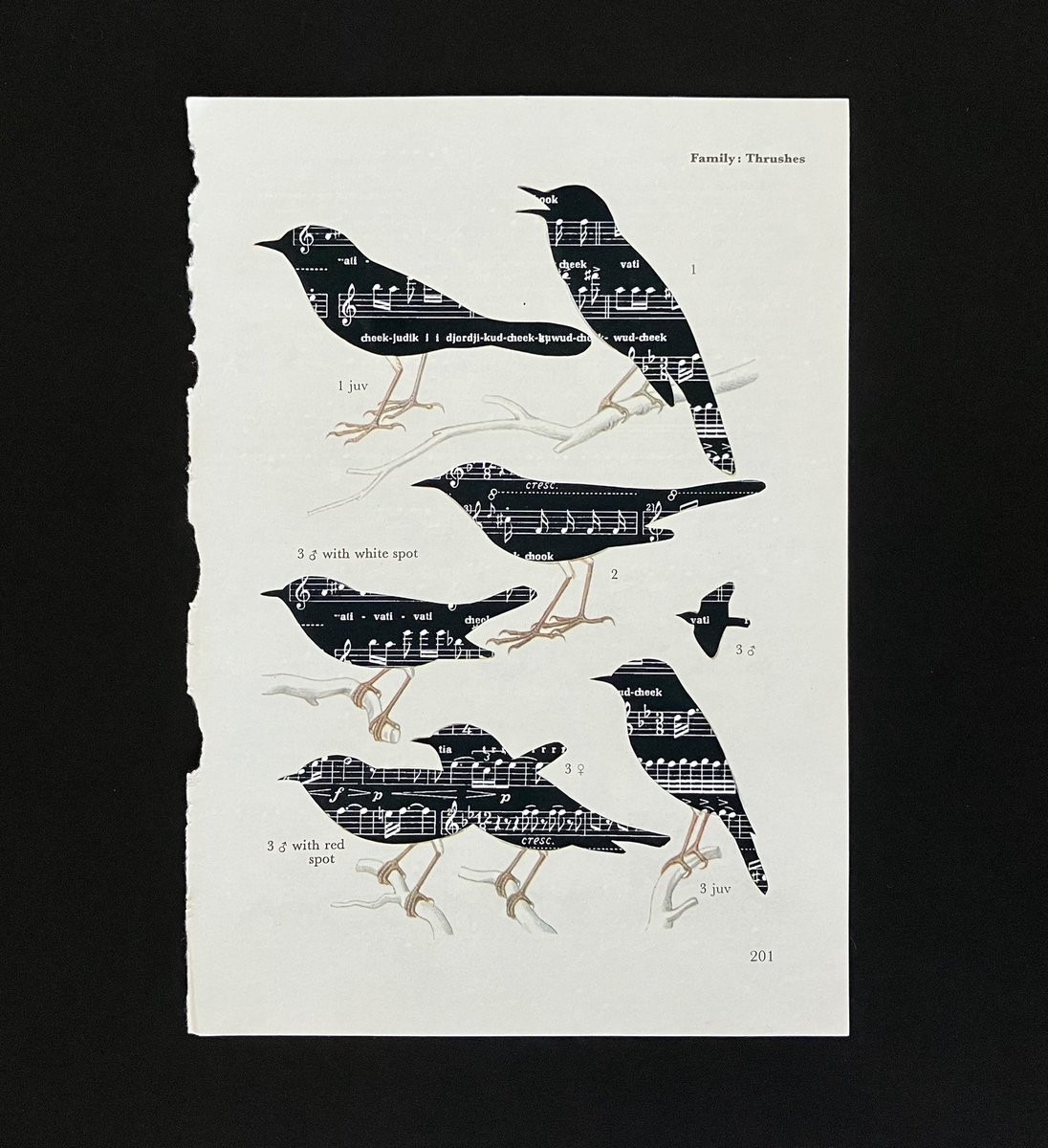 Page From a Bird Book - Song
collage
2021
218x146mm

#birdbook #birds #song #birdsong #collage #music #sheetmusic #nightingale