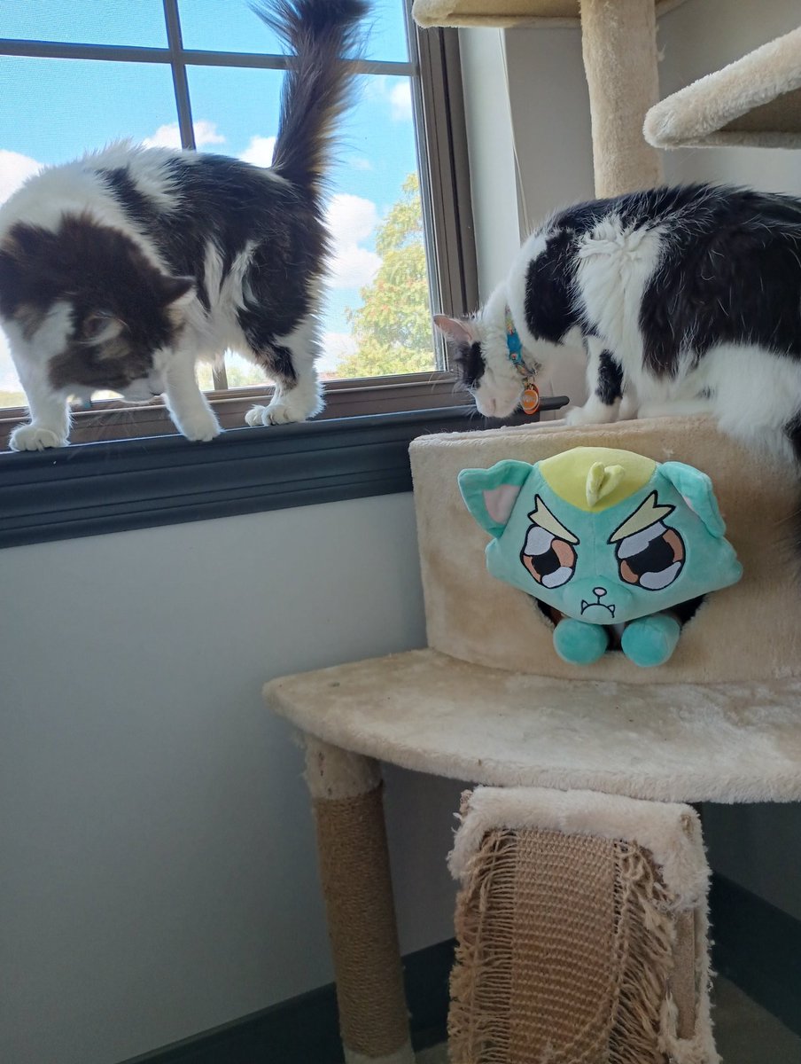 Ploops_The_Bear's tweet photo. Day 27 of blending in with the locals, so far no one suspects a thing.

So glad my P'boy has arrived so he can join the fellow gentlemen at the cat tree https://t.co/r11QwFV4um