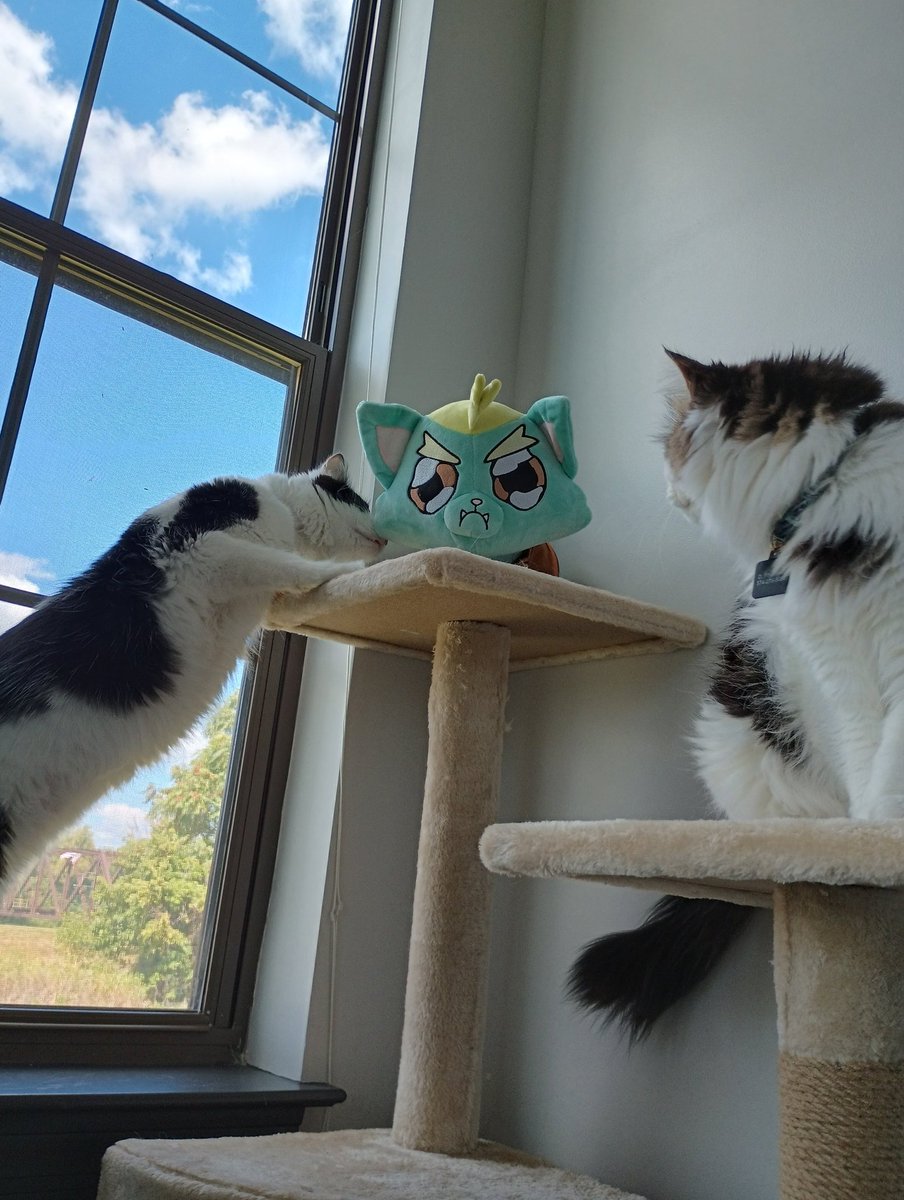 Ploops_The_Bear's tweet photo. Day 27 of blending in with the locals, so far no one suspects a thing.

So glad my P'boy has arrived so he can join the fellow gentlemen at the cat tree https://t.co/r11QwFV4um