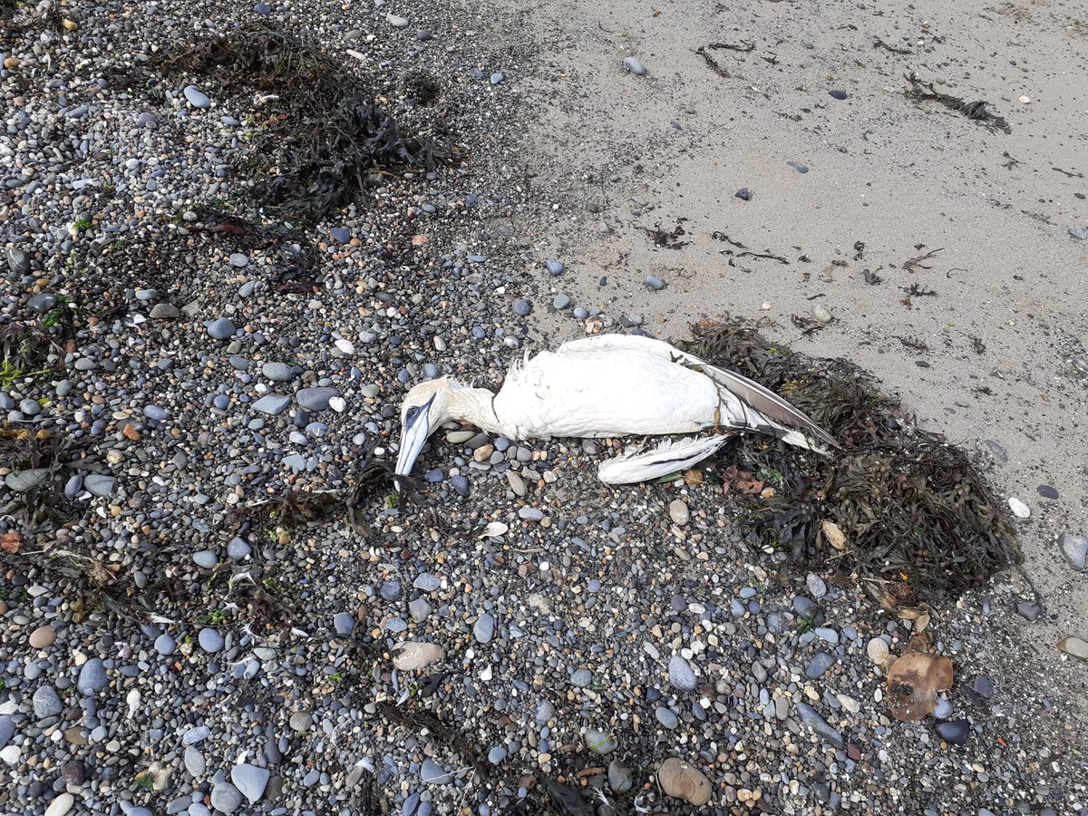 bpgrimes's tweet photo. @GannetGuy This one is on Skerries North Beach today. Very sad to see this happening and of course Magpies etc are feeding on the carcass. https://t.co/wCpOaiei5k