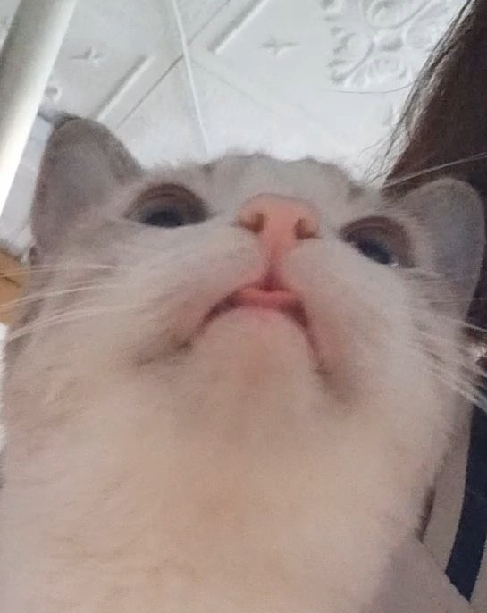 король троллейбуса tweet media