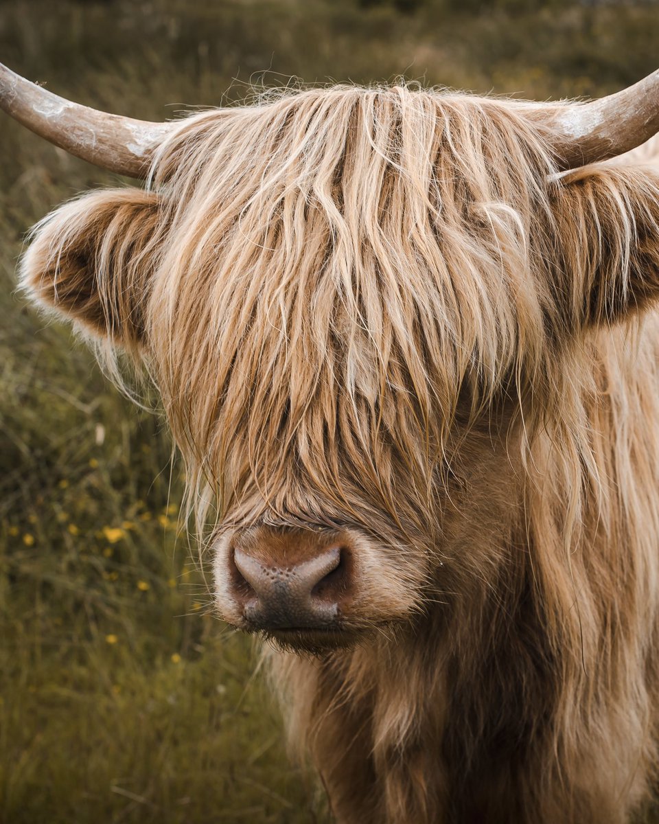 😶‍🌫️ M o o o o o d 😶‍🌫️

Who needs to see when you can have luscious long locks like this though? 

happyhumanphotography.com/Features/Land-…