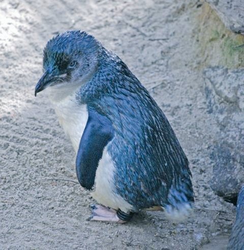 Beyzaa_Karaaa1's tweet photo. The smallest genus of penguins is the Little Blue Penguin, which is 35-40 cm in length and weighs 1 kilogram. İt is so cutiee 😍 🐧 💙🤍
#penguin 
#bluepenguin 
#animals 
#CuteAnimals https://t.co/O9O3meBxFf