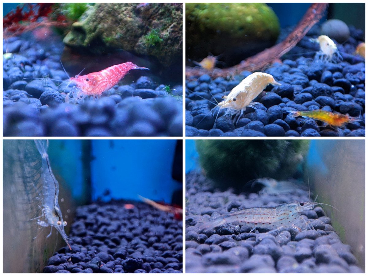 daueracuarios's tweet photo. Hoy han llegado muchas gambitas de agua dulce.
♥🦐
https://t.co/WxQ6lH9R0H
#acuarios #acuariofilia #aguadulce #aquascaping #shrimptank #gambas #gambario #acuariogambas #gambitas #dauer #daueracuarios https://t.co/h72za56BUt