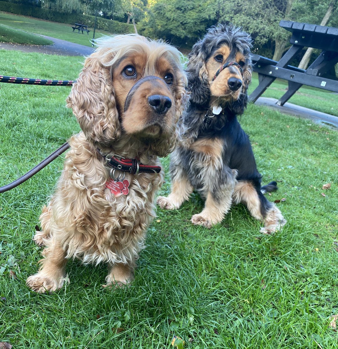 CockerShow's tweet image. Out tonight for a rendezvous with my fav homie. Everyone says how bootiful she is . What about me? I have the best curly Wirley fur on my head and ears 🐾 #showcockerlove