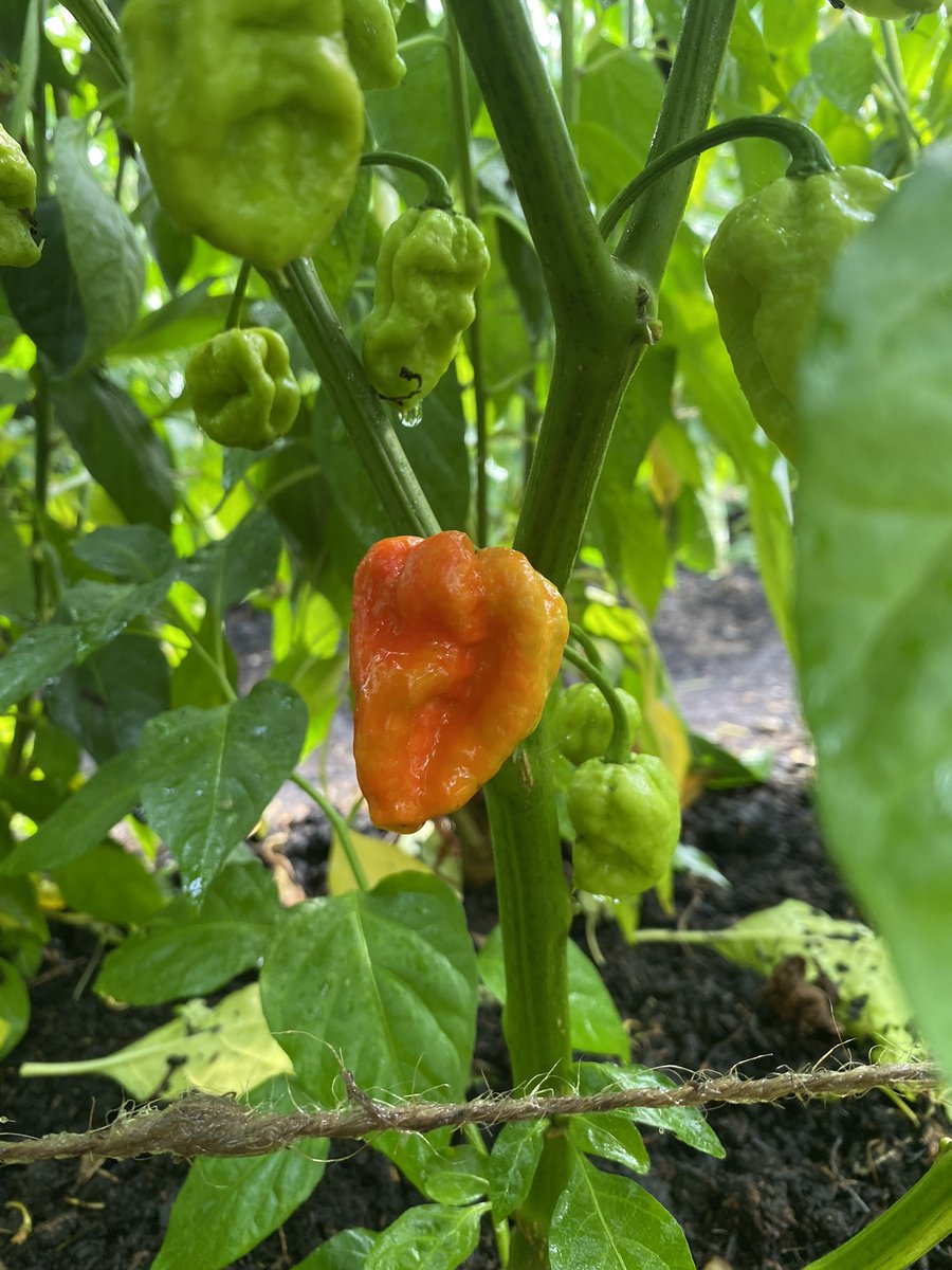 RedMieIOM's tweet photo. She might not have a tail but she’ll still pack a sting, Trinidad Moruga Scorpions fashionably late to the ripening party. They’ll be bringing the heat to our seasonal SuperHot-Tu Naa all Manx #hotsauce with Reapers & Ghosts. #chillifarm #iomproduce #iom #iomfoodanddrinkfest https://t.co/1BmHF35o3D