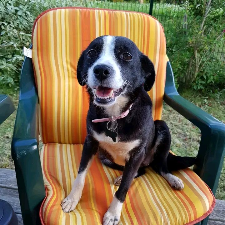 it hurts to find his loulou looking for family, I saw her this morning this is how he feels really happy