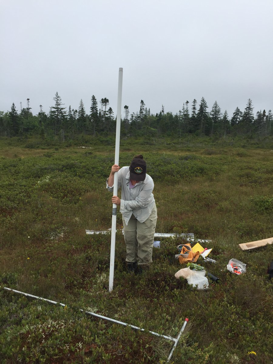 Last week we installed some wells in a Halifax-area #bog (investigating the #carbon budget) that happened to be chock-full of ripe #huckleberries. I picked a bunch and made muffins. I found this very exciting. You may not. #FieldPhotoFriday #Peatlands