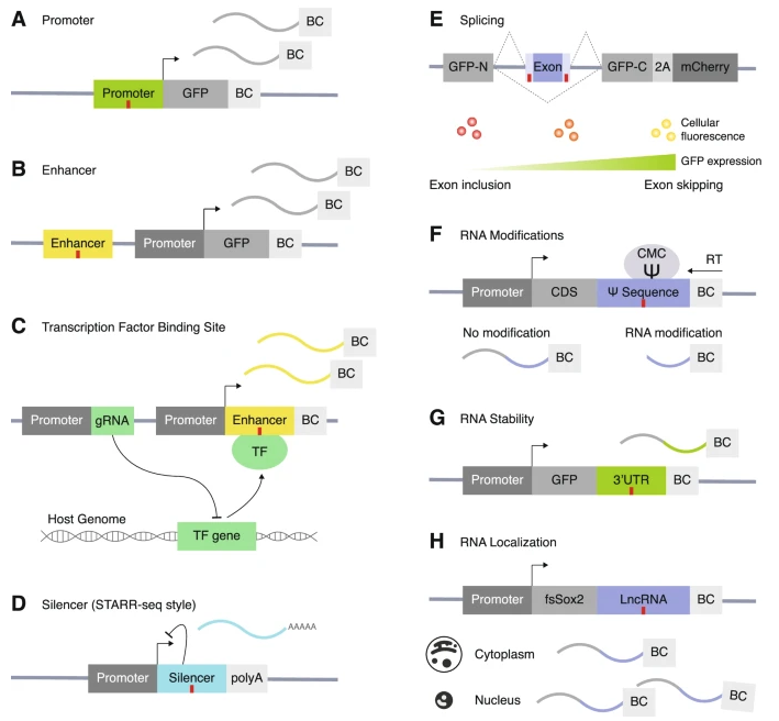 I am super excited to announce that our new review on "how a massively parallel reporter assay (MPRA) can be used to interrogate variant function" is finally out! 
jneurodevdisorders.biomedcentral.com/articles/10.11…