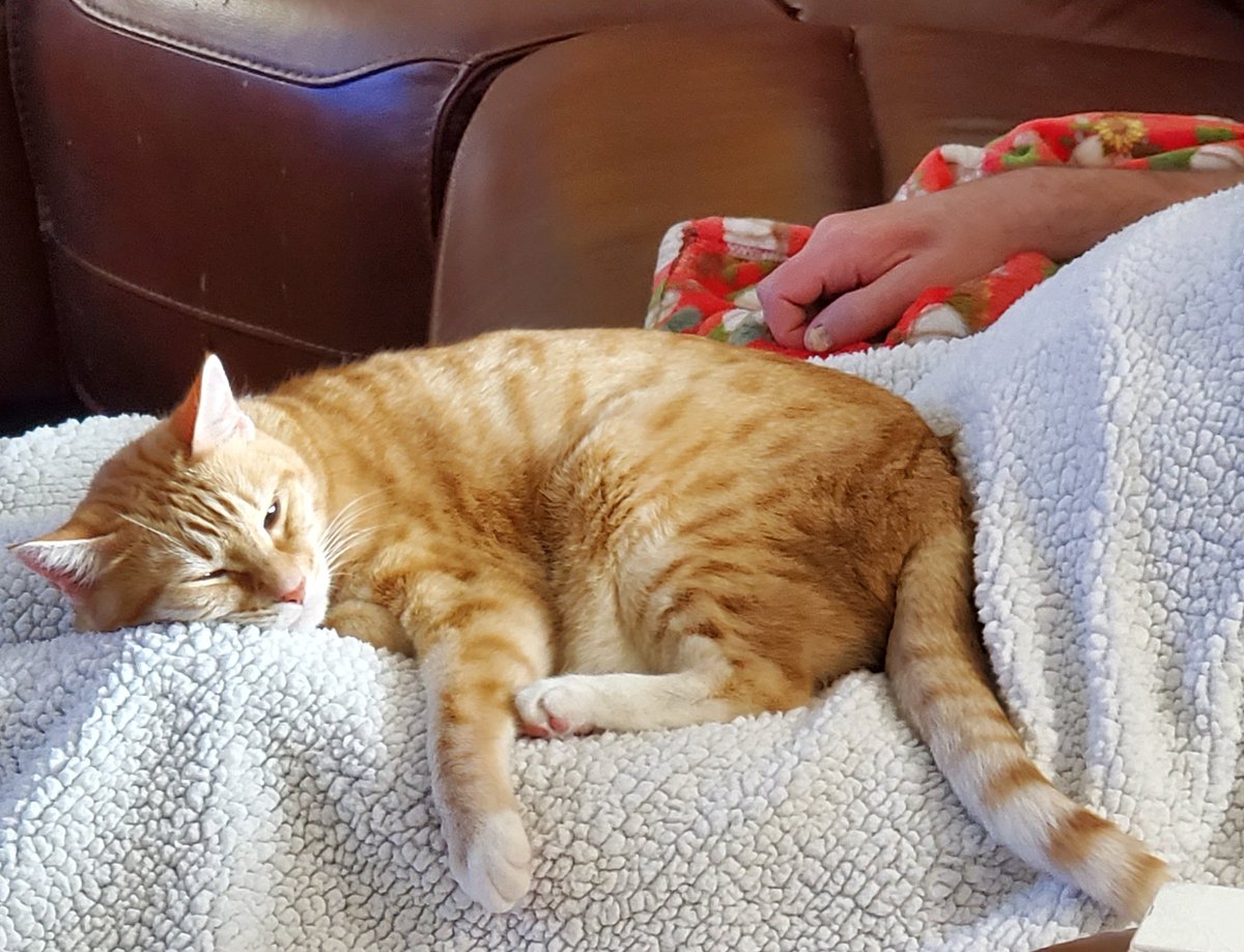 ShinoTheCat1's tweet photo. I am a happy cat. My people are home. #whatisvacation #CatsOfTwitter #cats #cat https://t.co/flSOICfzoW