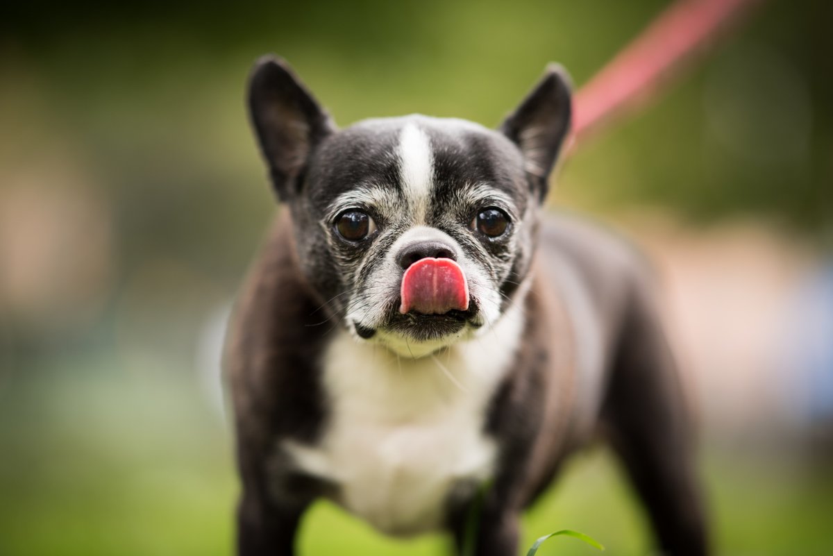 The Manhattan <a href="/NYCACC/">Animal Care Centers of NYC</a> shelter needs your help! They’ve reached capacity for holding dogs and need short and long term foster families immediately.

Register here: bit.ly/Emergency_Dog_…