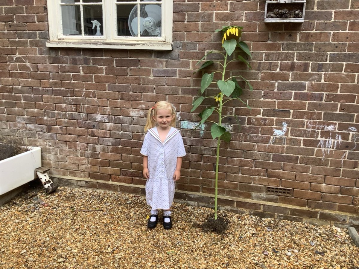 One of our girls brought in a sunflower to show us today! The girls took turns measuring themselves against it to see how tall they were! <a href="/THSch_Maths/">TH Maths</a>