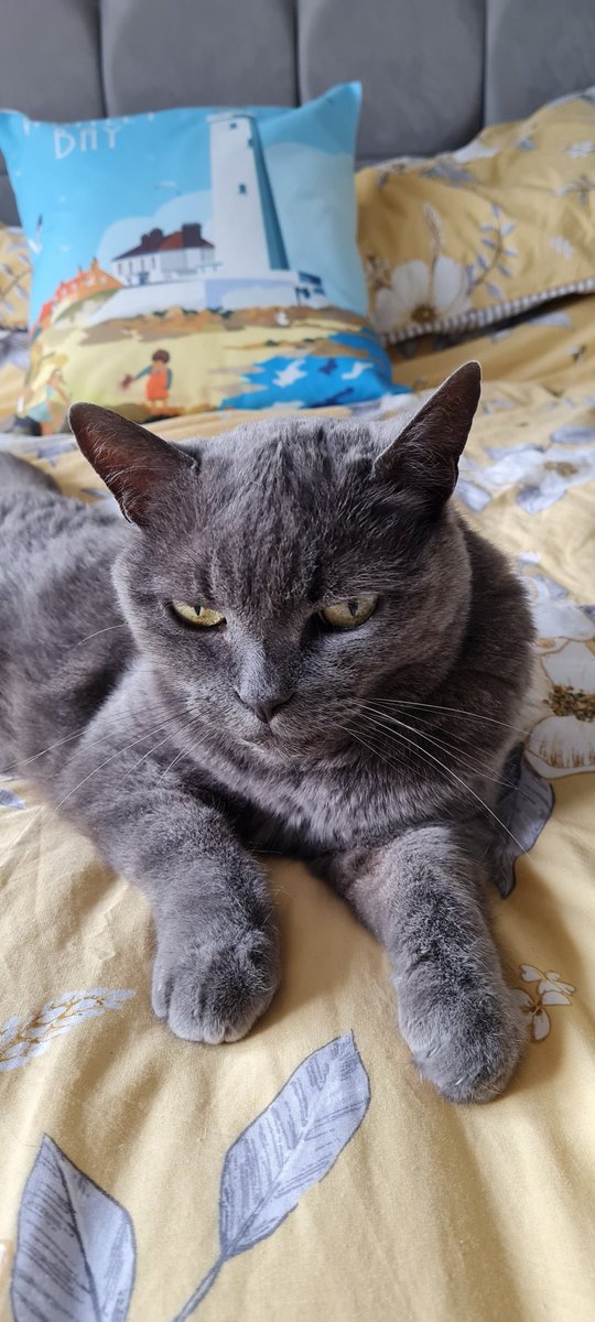 Thirteen years ago today we adopted Misty. She is a fantastic, clever cat. We love her loads.💜💜🐱🐱