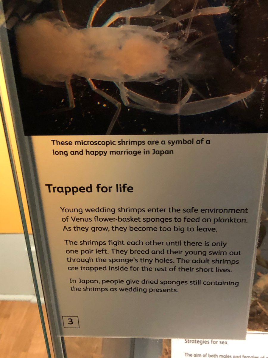 SHaemonchus's tweet photo. Nothing says wedded bliss like a battle royals culminating in likely starvation. 2/3 https://t.co/vMR5f4qd78