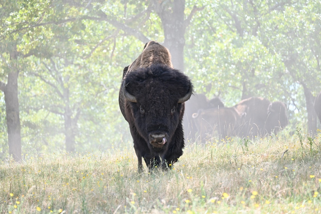 WoolarocMuseum's tweet photo. An amazing shot of a majestic bison bull coming out of the dust. Try and catch a glimpse of the herd today and remember to stay in your vehicles until you reach the parking lot!
#wildlifepreserve #bisonbull #oklahomaattractions #ranch #osagecounty
📷️ by Cindy L. Alba https://t.co/S4ivNBu5yK
