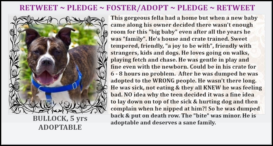 9/9NYCACC10amEST: 3 dogs (2 puppies) may die today w/o a hero to step up &amp; foster <a href="/notthesameone2/">Not the Same</a> 11 others on the list for Sat. ALL need fosters/adopters &amp; every 1 need pledges <a href="/TomJumboGrumbo/">Keith Olbermann's Dogs</a> Tired of all the badness in the world? Then DO SOMETHING, even RT help. save BULLOCK