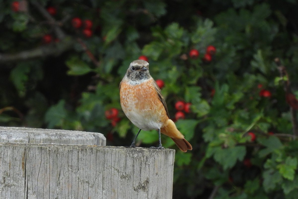 Rachel Lennard tweet media