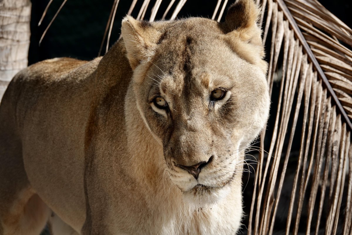 NaplesZoo's tweet photo. Did someone say cake? Happy 17th birthday to our Queen of the Jungle herself, the beautiful lioness Shani! 🎉🎈

#Lioness #napleszoo #whattodoinnaples #naplesfun #placesinnaples #naplesmoms #onlyinnaples #swfl #southwestflorida #floridafun #southwestfl #swflorida https://t.co/0nIAcb9Tcl