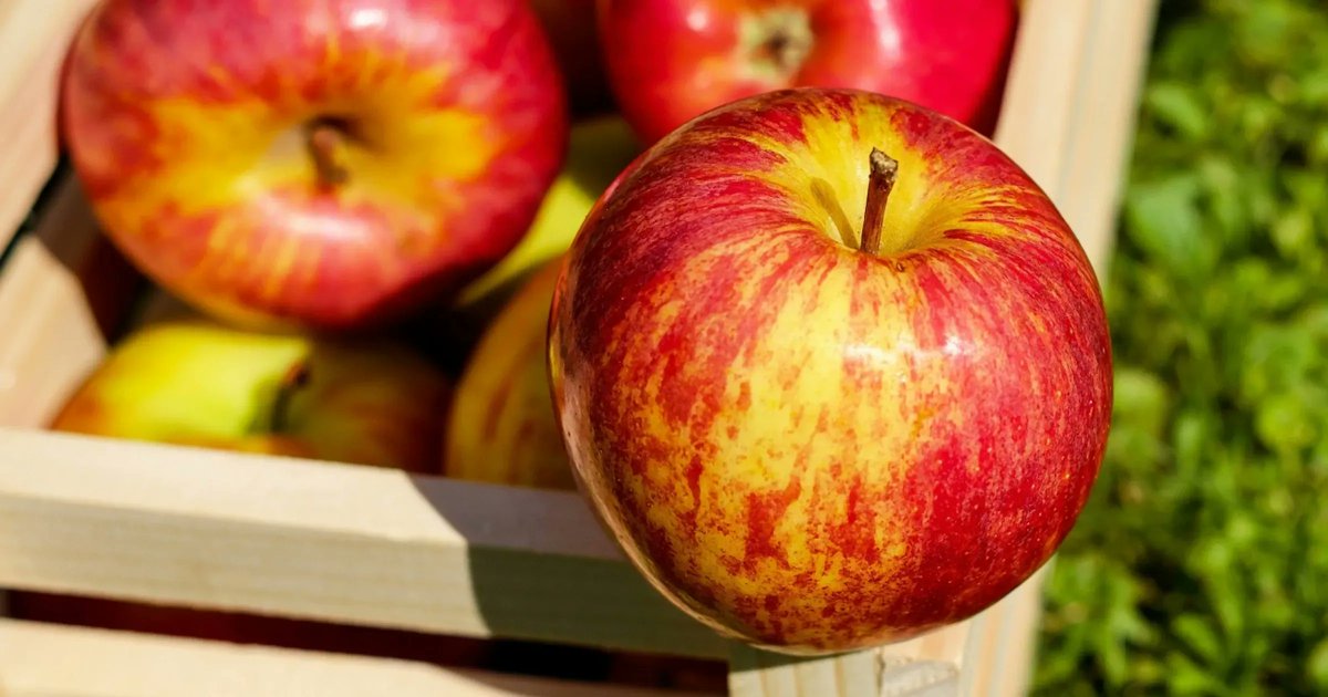 PhippsGreen's tweet photo. Autumn just wouldn’t be the same without apple cider, apple dumplings, and so many other classic apple recipes. Learn about how this classic fall staple became so popular in this week's #bioPGH blog! Read more:   https://t.co/DrWfYcFdGr https://t.co/4AZcbj8HfT
