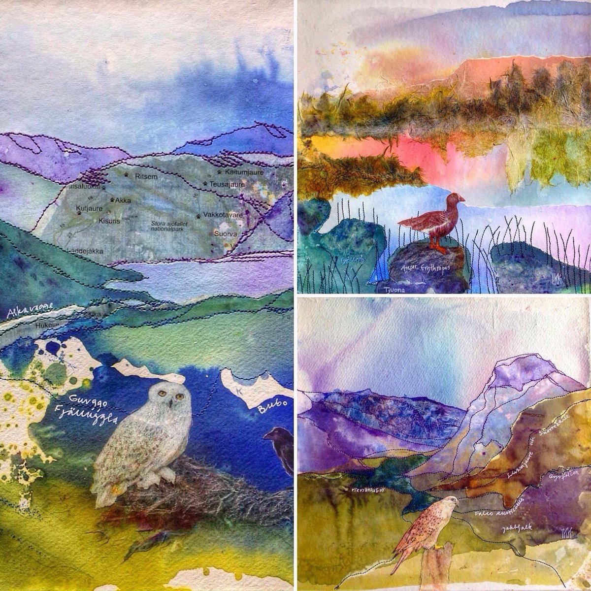 ikkartist's tweet photo. In the midst of such very sad news yesterday, I had an unexpected surprise; my Scandinavian bird triptych SOLD Macc Art Lounge (big thank you) #snowyowl #lesserwhitefrontedgoose #gyrfalcon #arcticspecies #endangeredwildlife #climatechange #falcorusticolus #ansererythropus https://t.co/qNrHO6uahM