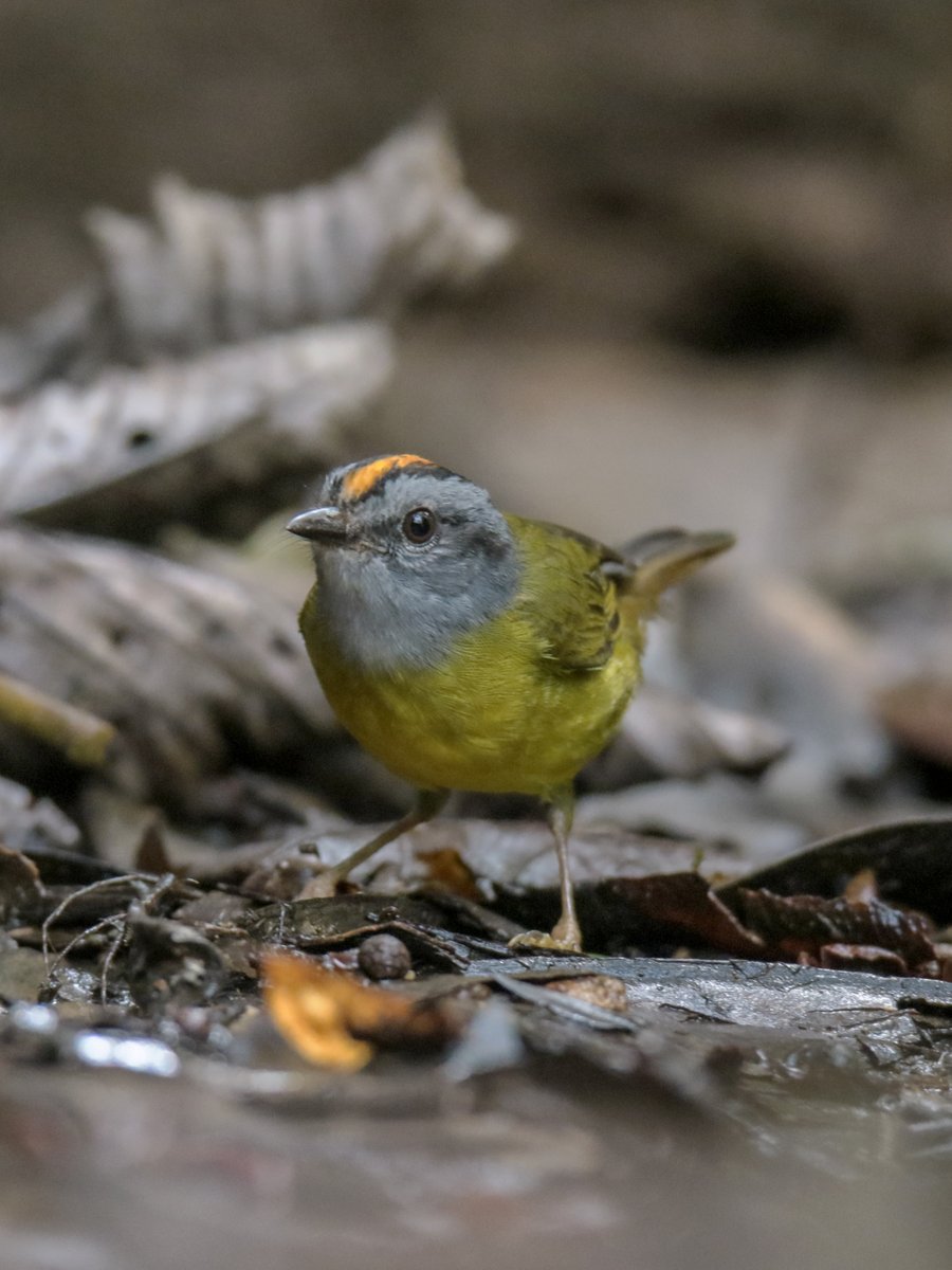 birdwatchingcol's tweet photo. !Hello! It will be a pleasure to meet you, I am the Red Conoririta Queen because I have a reddish orange crown👑 so you are welcome to my kingdom in the tropical forests of the Colombian Andes.
✈ Check our set departure https://t.co/a64oSv44VF #TweetWatching #BirdWatching https://t.co/kcjuxYrbBG