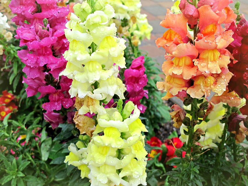 mtgman's tweet photo. Add some colorful, pollinator-friendly Snapdragons to your #garden. #greenthumb  https://t.co/6J0xPYtanm https://t.co/u2dXZpu3j9