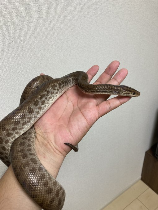 コロちゃんハンドリング 