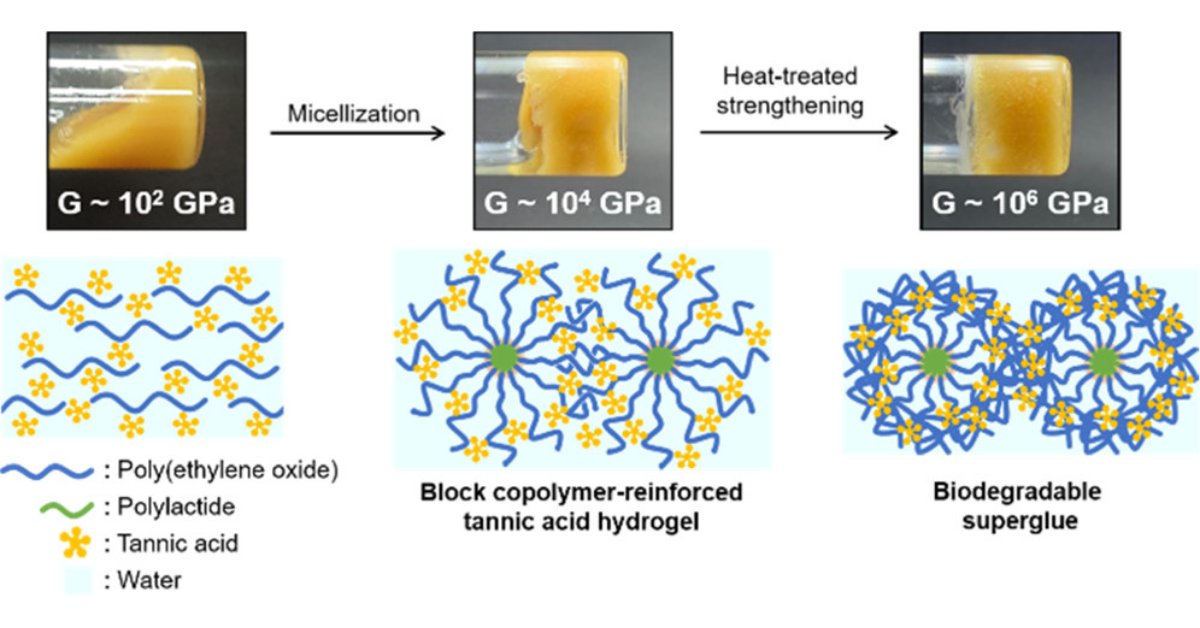 JACS_Au's tweet photo. Biodegradable Block Copolymer–Tannic Acid Glue
Jongmin Park, Eunsook Park, Siyoung Q. Choi, Jingxian Wu, Jihye Park, Hyeonju Lee, Hyungjun Kim, Haeshin Lee, and Myungeun Seo
https://t.co/1gRu8AQDZu
@kaistpr #openaccess #bioadhesive https://t.co/VCXjHKqNSP