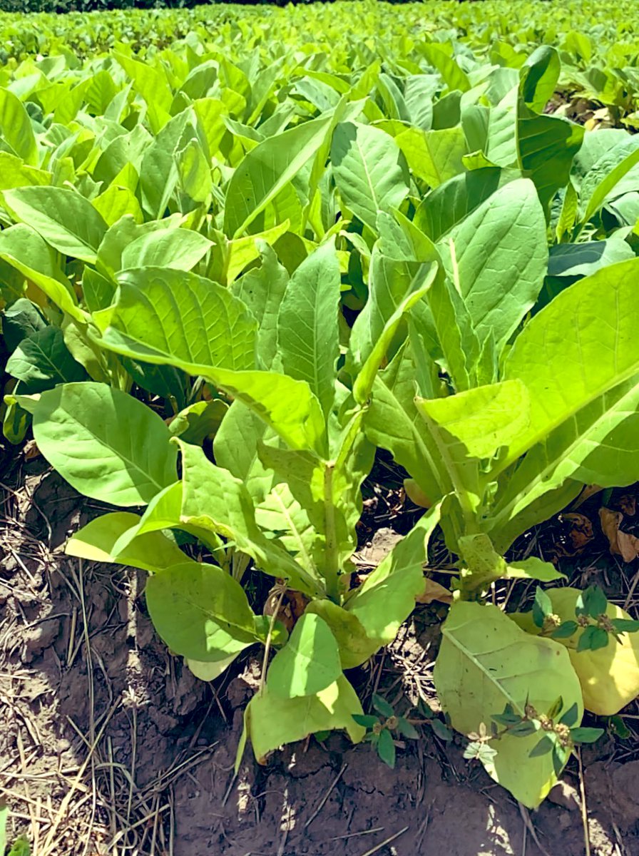 After a few months in the nursery, the wait is over. We are just about ready for our 2022/2023 summer cropping season. 
#tobacco seedbed#