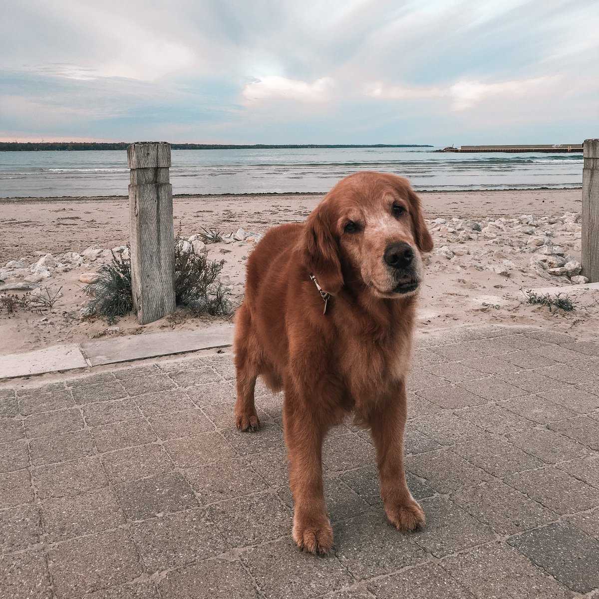 OVCPetTrust's tweet photo. "Gus taught everyone to find the joy in life. I have to keep doing that. It’s how we’ll honour him."

Today on #PetMemorialDay, read the beautiful Story of Gus and the countless lives he touched through his human Karen. 

https://t.co/Vy3DAxLQn5

#PetLoss #NationalPetMemorialDay https://t.co/WT29IN9RyE