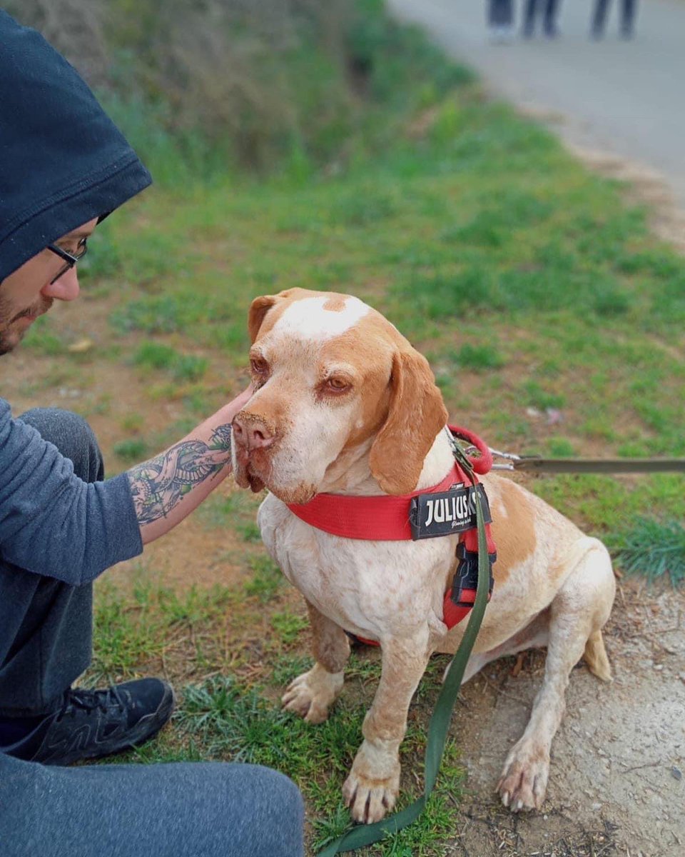 CaldesAnimal's tweet photo. ADOP.SOL. COSTE 0 EUROS 
Chio es un amor de 7 años,que sueña con un hogar 🙏
Convive con otros perros y no presenta https://t.co/7aidGaATns bueno en los paseos 
Positivo en leshmania, totalmente controlada
Caldes Animal -Barcelona 
T 666526181 
https://t.co/YOZy4CTSaG https://t.co/KRnPQkymB8