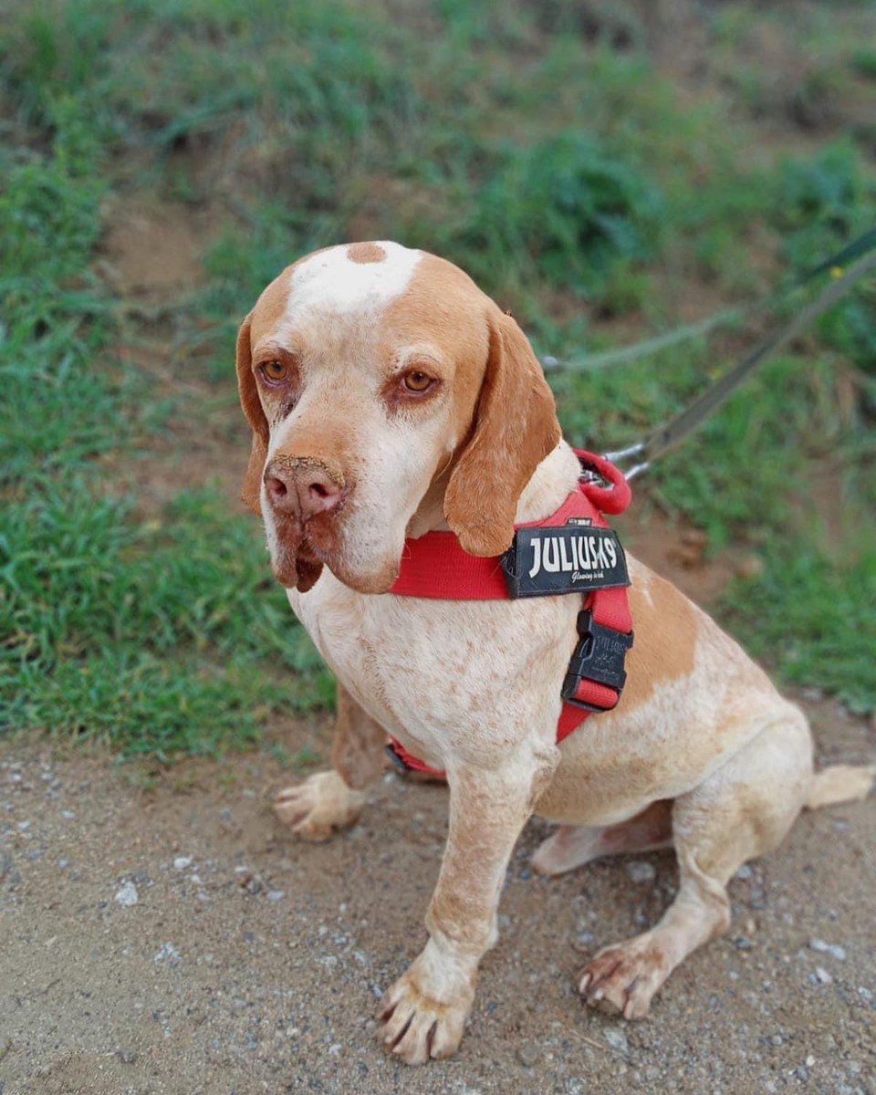 CaldesAnimal's tweet photo. ADOP.SOL. COSTE 0 EUROS 
Chio es un amor de 7 años,que sueña con un hogar 🙏
Convive con otros perros y no presenta https://t.co/7aidGaATns bueno en los paseos 
Positivo en leshmania, totalmente controlada
Caldes Animal -Barcelona 
T 666526181 
https://t.co/YOZy4CTSaG https://t.co/KRnPQkymB8